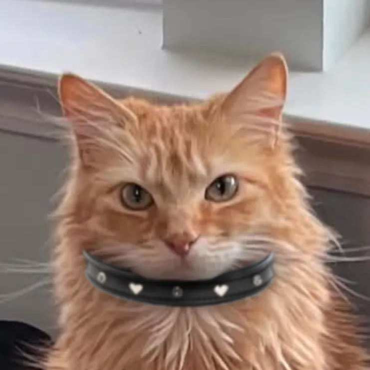 GWDdoS
